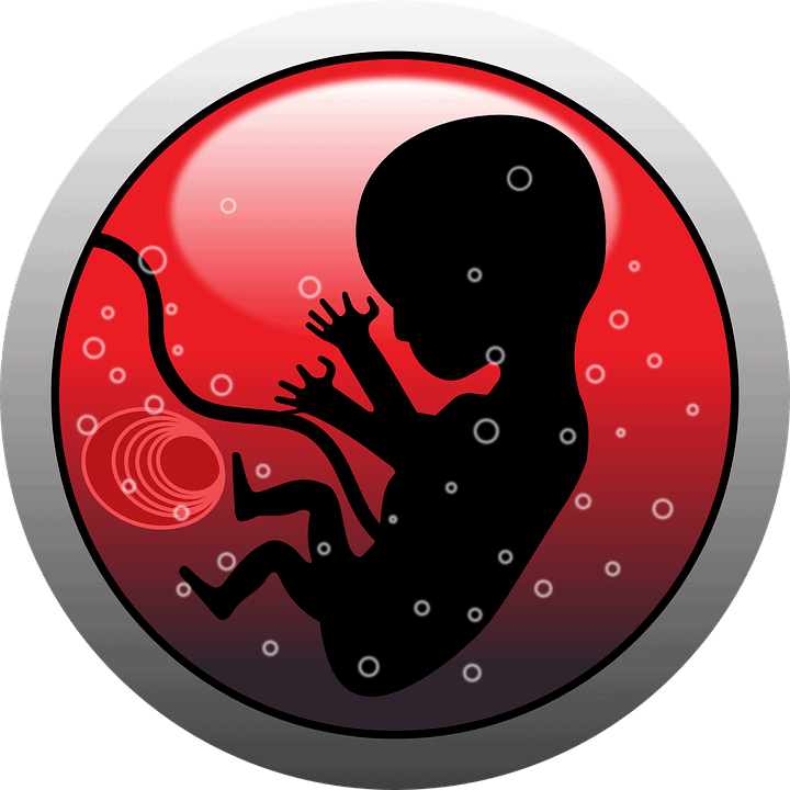 experimentación embriones