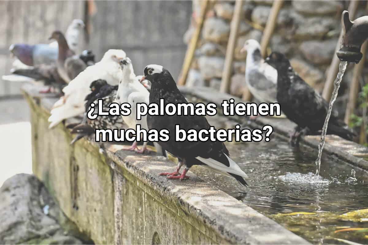 ¿Las palomas tienen muchas bacterias?