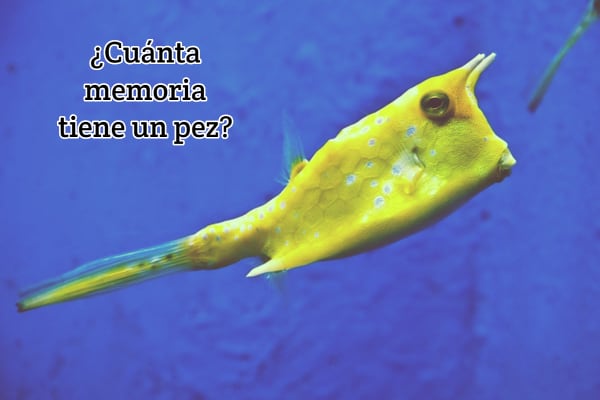 ¿Cuánta memoria tiene un pez?