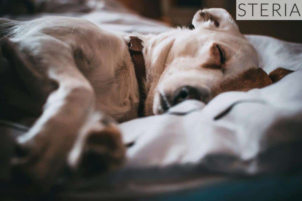 Close-Up Photo of Sleeping Dog